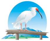 bílý ibis